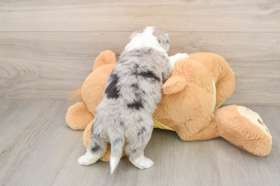 Aussiechon Puppy for Adoption