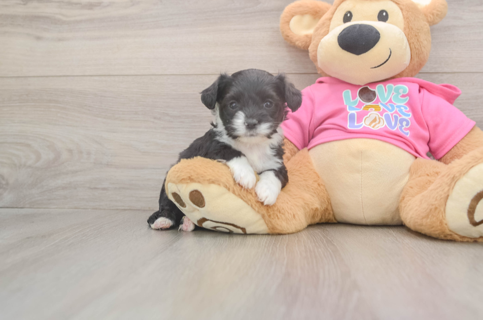 6 week old Aussiechon Puppy For Sale - Windy City Pups
