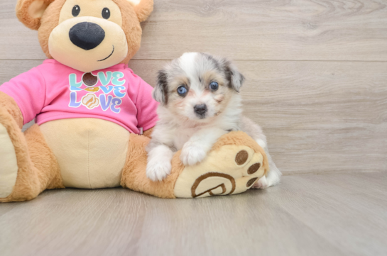 Aussiechon Puppy for Adoption