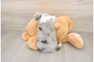 Aussiechon Puppy for Adoption