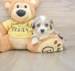 5 week old Aussiechon Puppy For Sale - Windy City Pups