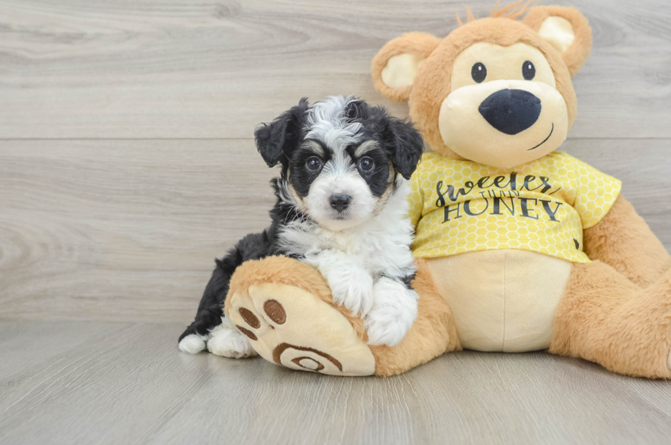 7 week old Aussiechon Puppy For Sale - Windy City Pups