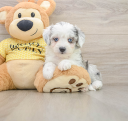 6 week old Aussiechon Puppy For Sale - Windy City Pups