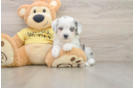 Aussiechon Puppy for Adoption
