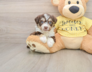 6 week old Aussiechon Puppy For Sale - Windy City Pups