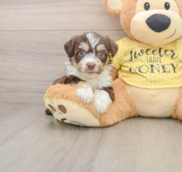 5 week old Aussiechon Puppy For Sale - Windy City Pups