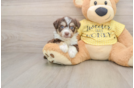 Playful Aussie Bichon Designer Puppy