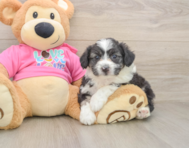 7 week old Aussiechon Puppy For Sale - Windy City Pups