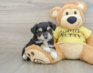 8 week old Aussiechon Puppy For Sale - Windy City Pups