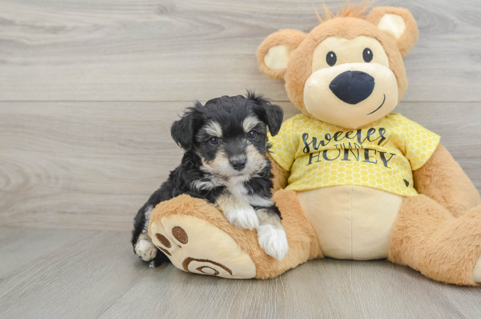 7 week old Aussiechon Puppy For Sale - Windy City Pups