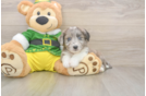 Aussiechon Puppy for Adoption