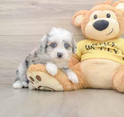 6 week old Aussiechon Puppy For Sale - Windy City Pups