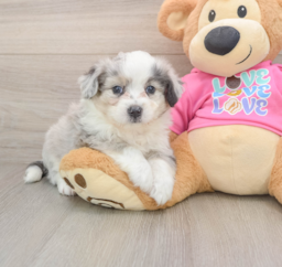 7 week old Aussiechon Puppy For Sale - Windy City Pups