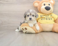 6 week old Aussiechon Puppy For Sale - Windy City Pups