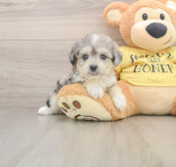 5 week old Aussiechon Puppy For Sale - Windy City Pups