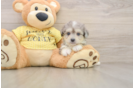Funny Aussiechon Designer Pup