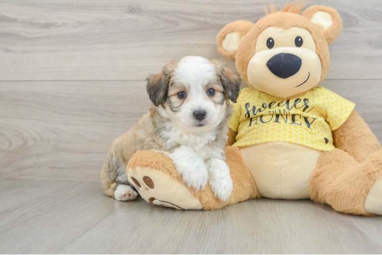 Fluffy Aussiechon Designer Pup