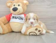 6 week old Aussiechon Puppy For Sale - Windy City Pups