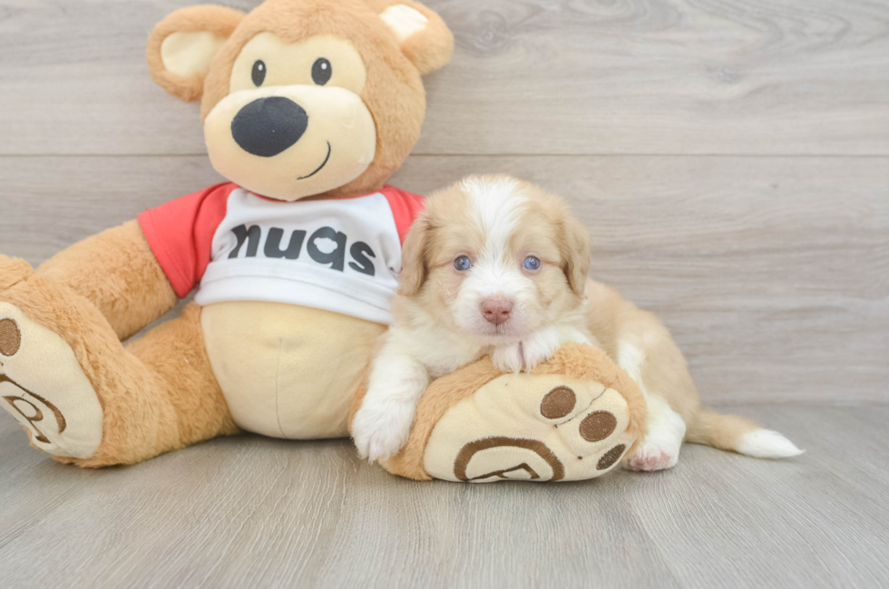 5 week old Aussiechon Puppy For Sale - Windy City Pups
