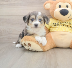 6 week old Aussiechon Puppy For Sale - Windy City Pups
