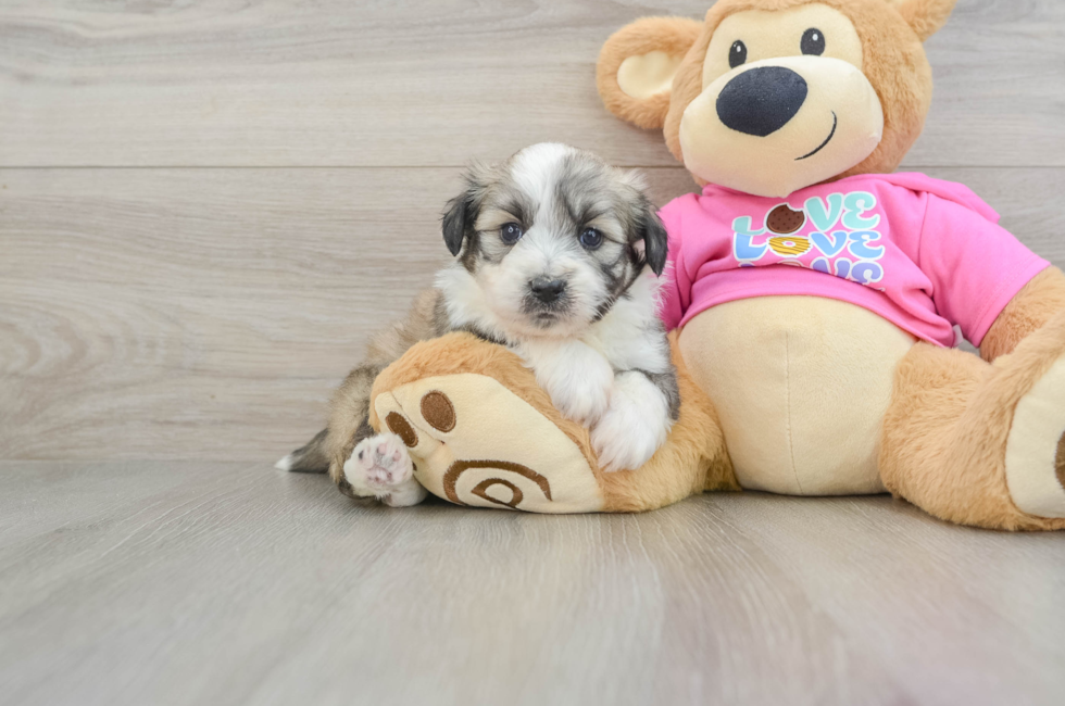 5 week old Aussiechon Puppy For Sale - Windy City Pups