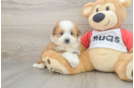 Adorable Aussie Bichon Designer Puppy