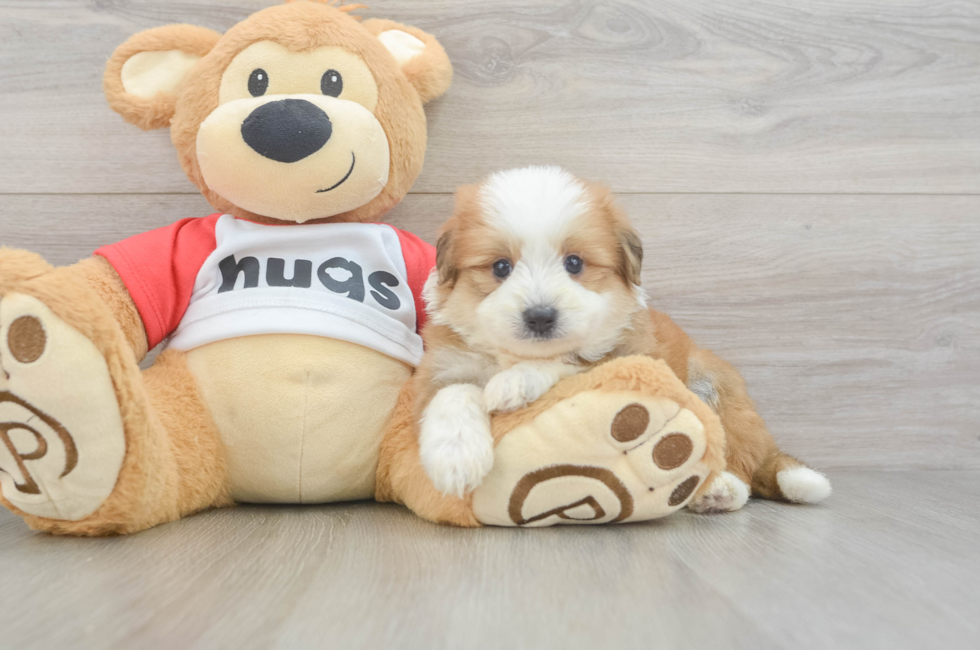 5 week old Aussiechon Puppy For Sale - Windy City Pups