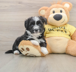 6 week old Aussiechon Puppy For Sale - Windy City Pups