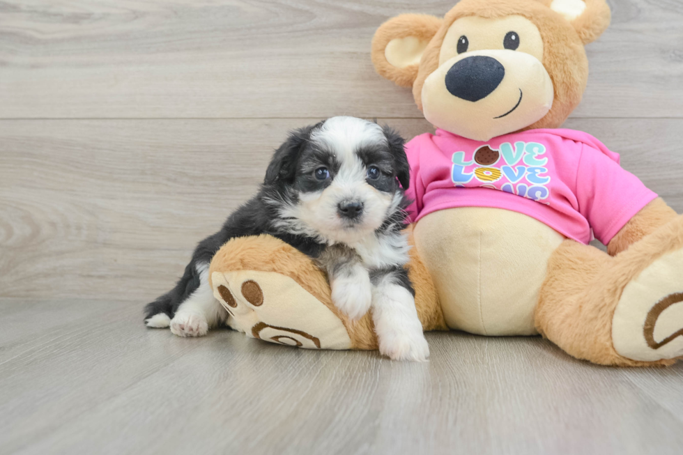 Aussiechon Pup Being Cute