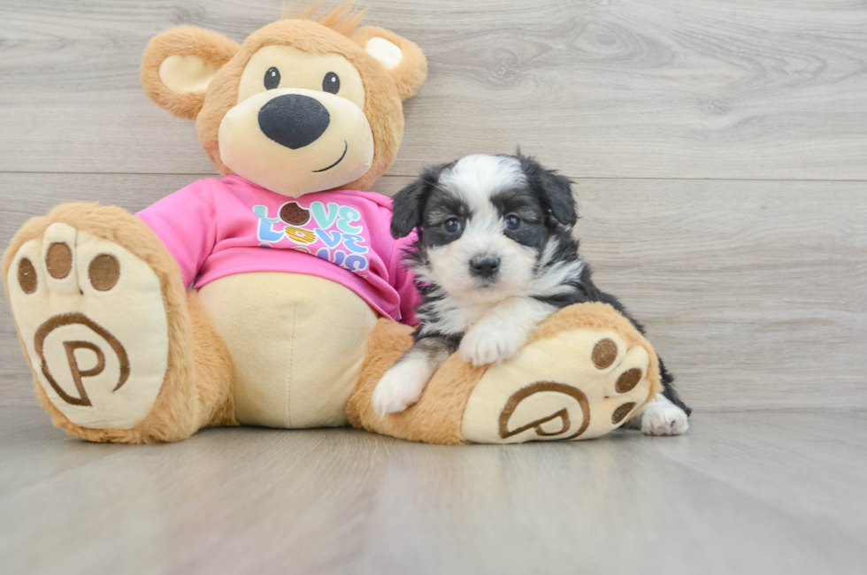 5 week old Aussiechon Puppy For Sale - Windy City Pups