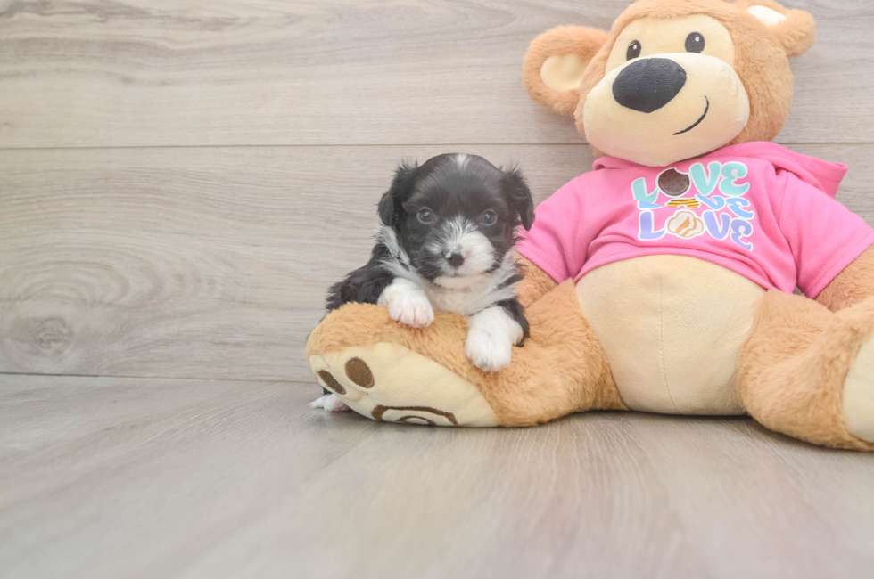 6 week old Aussiechon Puppy For Sale - Windy City Pups