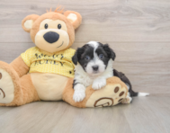 6 week old Aussiechon Puppy For Sale - Windy City Pups