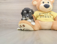 6 week old Aussiechon Puppy For Sale - Windy City Pups