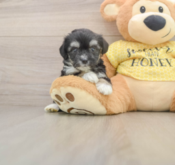 5 week old Aussiechon Puppy For Sale - Windy City Pups
