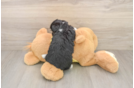 Fluffy Aussiechon Designer Pup