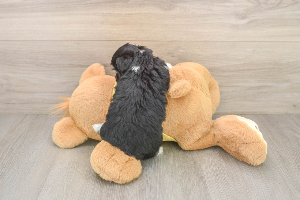 Fluffy Aussiechon Designer Pup
