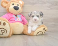 6 week old Aussiechon Puppy For Sale - Windy City Pups
