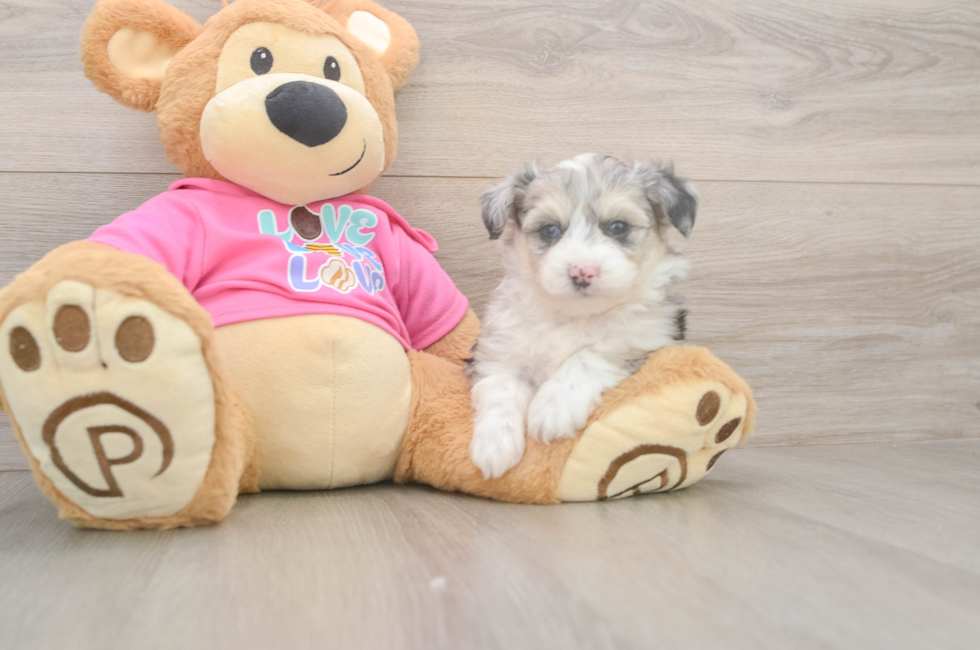 6 week old Aussiechon Puppy For Sale - Windy City Pups