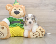 6 week old Aussiechon Puppy For Sale - Windy City Pups