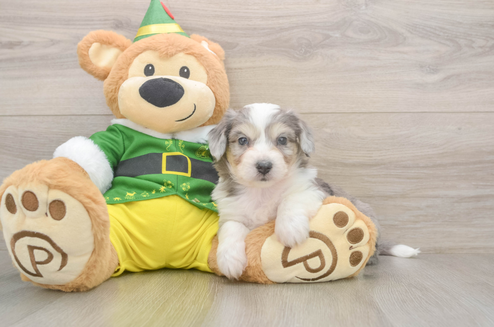 6 week old Aussiechon Puppy For Sale - Windy City Pups