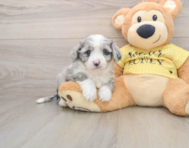 5 week old Aussiechon Puppy For Sale - Windy City Pups
