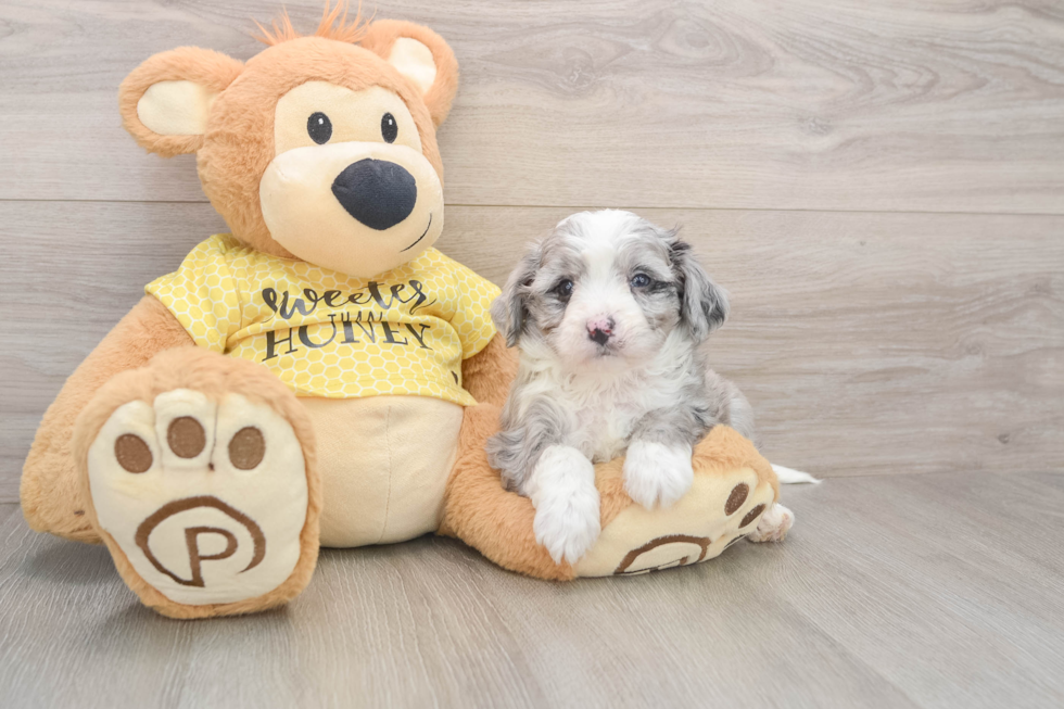 Little Aussie Bichon Designer Puppy