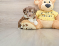 6 week old Aussiechon Puppy For Sale - Windy City Pups