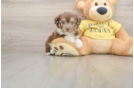 Adorable Aussie Bichon Designer Puppy