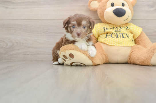 Adorable Aussie Bichon Designer Puppy