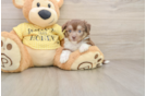 Best Aussiechon Baby