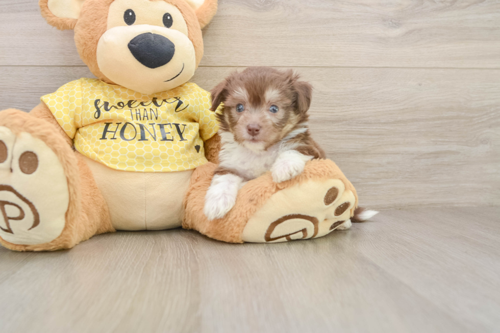 Best Aussiechon Baby
