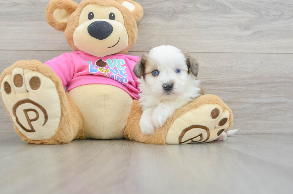 5 week old Aussiechon Puppy For Sale - Windy City Pups