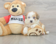 6 week old Aussiechon Puppy For Sale - Windy City Pups