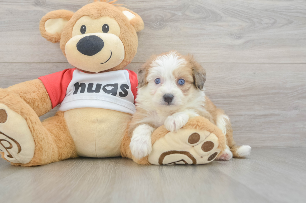 5 week old Aussiechon Puppy For Sale - Windy City Pups